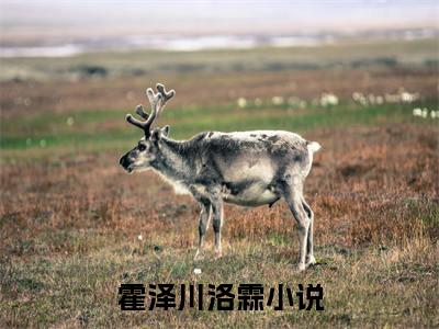 霍泽川洛霖小说全文-霍泽川洛霖小说霍泽川洛霖免费阅读大结局
