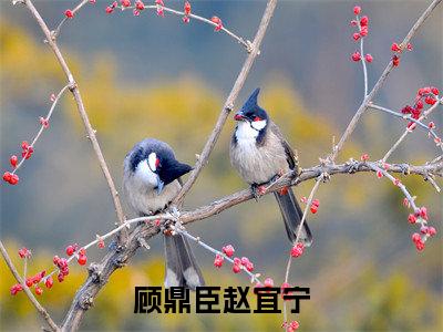 顾鼎臣赵宜宁小说免费阅读-小说推荐顾鼎臣赵宜宁精彩章节在线阅读