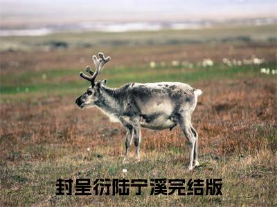 封呈衍陆宁溪完整版最新小说大结局-封呈衍陆宁溪最新章节免费阅读