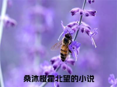 主角为桑沐橙霍北望的小说-桑沐橙霍北望小说全文免费阅读
