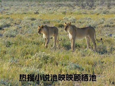 池映映顾栖池(池映映顾栖池)全文免费阅读无弹窗大结局_（池映映顾栖池）的小说最新章节列表