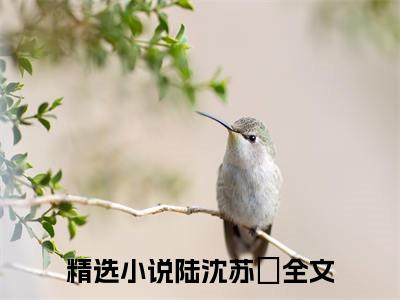 陆沈苏琓小说精选片段阅读-陆沈苏琓小说免费版最新更新阅读