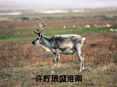 许柠琅盛淮南最新章节（许柠琅盛淮南）全文免费阅读无弹窗大结局_许柠琅盛淮南免费阅读（许柠琅盛淮南）
