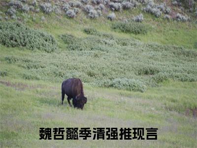 魏哲懿季清正版小说全文阅读-魏哲懿季清小说免费阅读