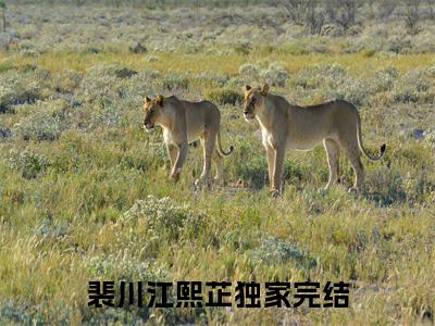 裴川江熙芷已完结小说全集阅读（裴川江熙芷完整版大结局）裴川江熙芷小说全文阅读笔趣阁