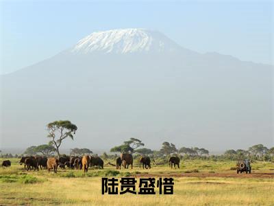 陆贯，下辈子但愿我不识你（陆贯盛惜）免费阅读无弹窗大结局-陆贯，下辈子但愿我不识你免费阅读大结局最新章节列表_笔趣阁