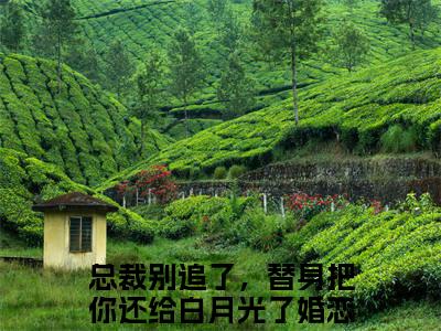 总裁别追了，替身把你还给白月光了无弹窗（岑溪顾子风）全文免费阅读无弹窗大结局_（总裁别追了，替身把你还给白月光了无弹窗）岑溪顾子风无弹窗最新章节列表笔趣阁