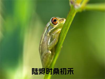 陆烬时桑初禾（陆烬时桑初禾 ）全文免费阅读_陆烬时桑初禾言诺诺,井傅宸 小说最新章节列表笔趣阁