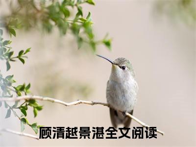 偏执占有！自闭少年又在装乖骗我顾清越景湛最新章节小说推荐阅读-新书顾清越景湛大结局