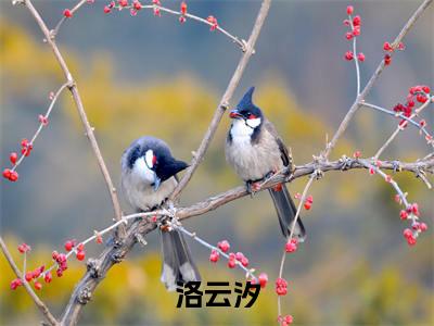 南总，夫人的五个哥哥又来抢人了热文小说全文阅读-精彩美文洛云汐免费阅读