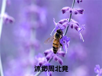 言情小说榜单沐缈周北竞阅读全文（沐缈周北竞）-沐缈周北竞完整版免费小说