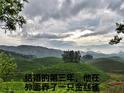 结婚的第三年，他在外面养了一只金丝雀全文免费大结局-沈烟怀姜姒结局在线阅读