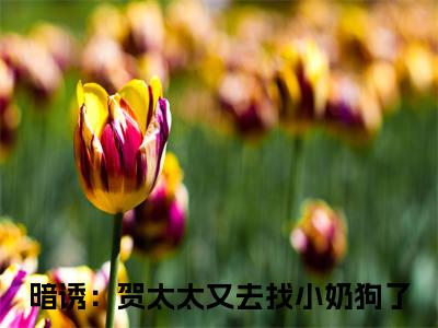 贺庭舟温欲晚小说（暗诱：贺太太又去找小奶狗了）精彩免费小说_贺庭舟温欲晚全文免费阅读无弹窗大结局笔趣阁