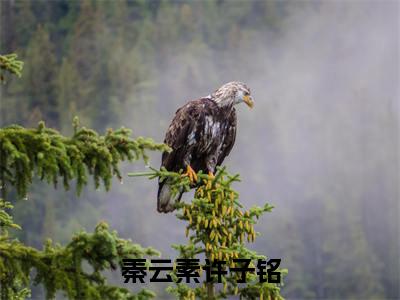 百分爆评热文秦云素许子铭_秦云素许子铭小说无弹窗在线阅读
