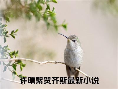 许晴絮贺齐斯（许晴絮贺齐斯）全文免费阅读无弹窗_许晴絮贺齐斯最新小说精彩推荐
