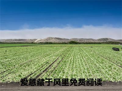 爱意藏于风里（南初陆安）全文免费阅读无弹窗大结局_爱意藏于风里免费最新章节列表_笔趣阁
