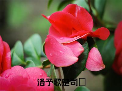 洛予歌楚司玹免费小说 洛予歌楚司玹全文完整版阅读