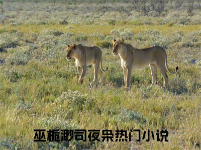 巫栀渺司夜枭小说（巫栀渺司夜枭）全文免费阅读无弹窗大结局_巫栀渺司夜枭最新章节列表_