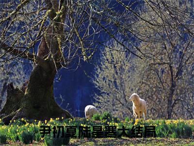 尹初夏陆星寒全文免费阅读无弹窗(小说全文免费阅读)星光落入夏夜时最新章节列表
