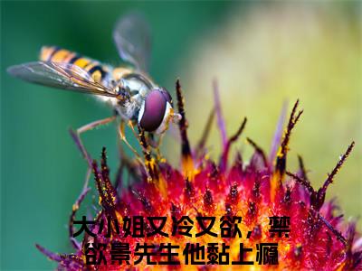 大小姐又冷又欲，禁欲景先生他黏上瘾(景洵桑瓷)小说免费下载全本-大小姐又冷又欲，禁欲景先生他黏上瘾（景洵桑瓷完整版）免费阅读
