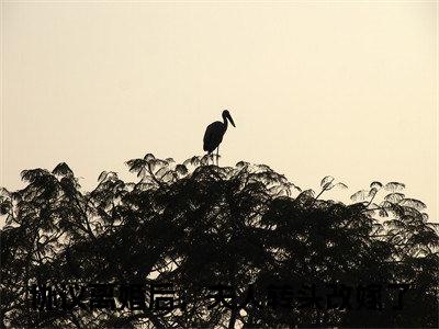 沈曼薄司言在线阅读无弹窗_协议离婚后，夫人转头改嫁了最新章节列表_笔趣阁