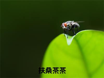 救命！宿主又被偏执大佬诱婚了（扶桑茶茶）在哪免费看-小说（扶桑茶茶）救命！宿主又被偏执大佬诱婚了全文最新章节免费阅读