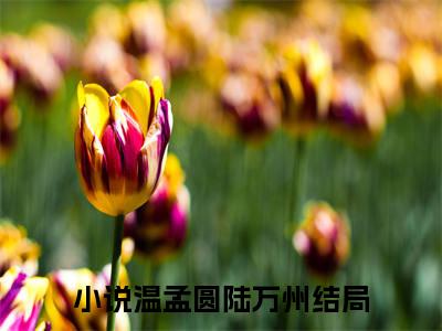 爱人陌路（温孟圆陆万州）全文免费阅读无弹窗大结局_ 爱人陌路最新章节列表_笔趣阁