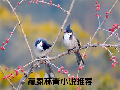 赢家林青精彩章节在线阅读，赢家林青小说全文最新章节列表