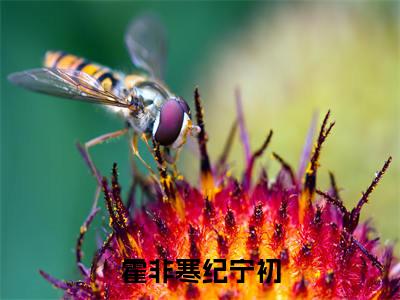 霍非寒纪宁初在哪免费看 霍非寒纪宁初结局是什么（霍非寒纪宁初）小说无弹窗免费阅读