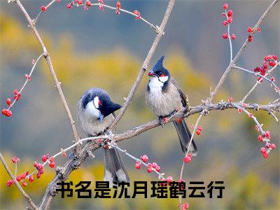 沈月瑶鹤云行(沈月瑶鹤云行)全文免费阅读无弹窗大结局_沈月瑶鹤云行