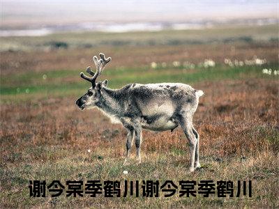 谢今棠季鹤川：谢今棠季鹤川全文免费阅读无弹窗大结局_（谢今棠季鹤川）谢今棠季鹤川最新章节列表笔趣阁