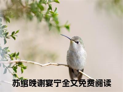 苏绾晚谢宴宁（苏绾晚谢宴宁）全文免费阅读无弹窗大结局-（苏绾晚谢宴宁免费阅读全文大结局）最新章节