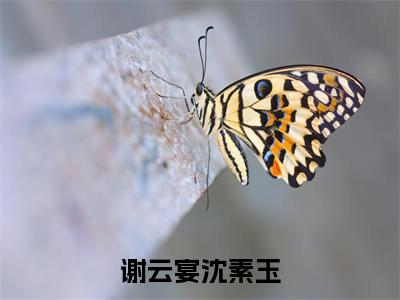 谢云宴沈素玉小说全文免费阅读_谢云宴沈素玉（谢云宴沈素玉）最新章节列表在线阅读
