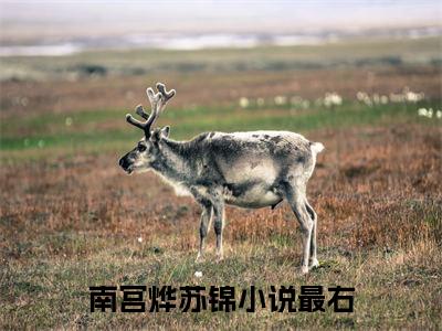 南宫烨苏锦全文免费阅读无弹窗大结局_（南宫烨苏锦）完整版全文在线赏析