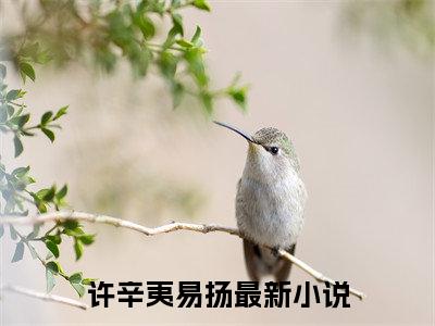 许辛夷易扬（许辛夷易扬）小说免费阅读完结版-许辛夷易扬小说全文免费阅读（许辛夷易扬后续+全集）