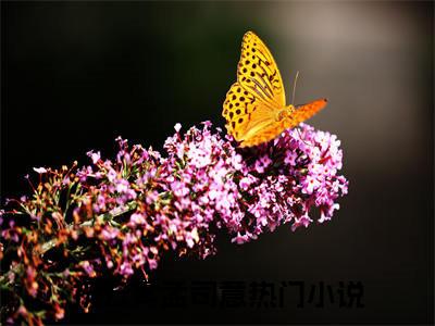 祝云雾孟司意小说免费阅读完整版全文大结局