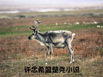 精选小说（许念希盛楚尧）全本阅读-许念希盛楚尧免费阅读-笔趣阁（许念希盛楚尧）