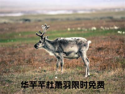 华芊芊杜萧羽全文赏析完整版阅读-华芊芊杜萧羽小说最新章节免费阅读