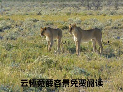 【新书】《云怀菀薛容景》全文免费阅读无弹窗大结局-云怀菀薛容景全章节免费阅读