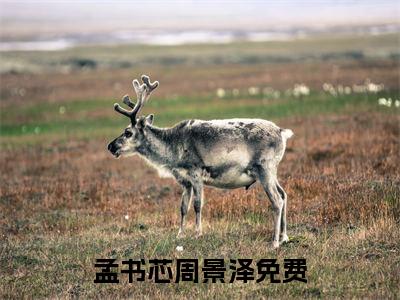 孟书芯周景泽精彩小说孟书芯周景泽大结局全本免费阅读