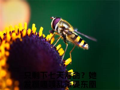 只剩下七天寿命？她发疯嘎嘎乱杀晏东凰（只剩下七天寿命？她发疯嘎嘎乱杀晏东凰小说）全文免费阅读无弹窗大结局_只剩下七天寿命？她发疯嘎嘎乱杀晏东凰最新章节列表笔趣阁