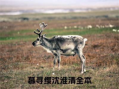 【新书】《慕寻缨沈淮清》全文免费阅读无弹窗大结局-慕寻缨沈淮清全文全章节免费阅读