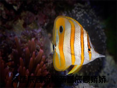 薄彦辰顾娇娇（薄彦辰顾娇娇）全文免费阅读无弹窗大结局_薄彦辰顾娇娇免费最新章节列表_笔趣阁（薄彦辰顾娇娇）