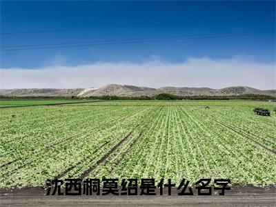 沈西桐莫绍是什么小说-（沈西桐莫绍）小说沈西桐莫绍全文阅读