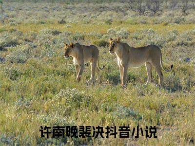 许南晚裴决（许南晚裴决小说）小说全文免费阅读无弹窗大结局_（许南晚裴决）许南晚裴决最新章节列表_笔趣阁