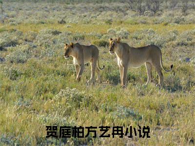 贺庭柏方艺冉全集完整版大结局-贺庭柏方艺冉小说在线赏析