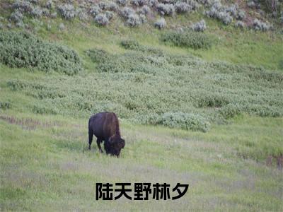 我与你长痛短爱陆天野林夕无广告阅读新上热文陆天野林夕在线免费读