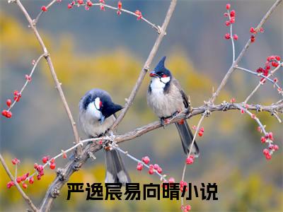严逸宸易向晴（严逸宸易向晴）小说全文无广告阅读-严逸宸易向晴小说赏析