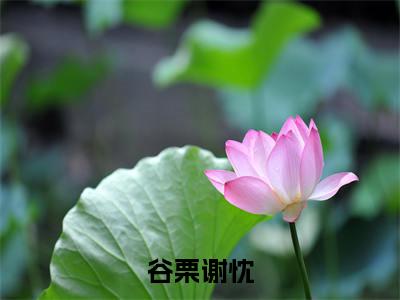 小说（糕糕在上）谷栗谢忱全文阅读-糕糕在上（谷栗谢忱）老书虫书荒推荐热点小说