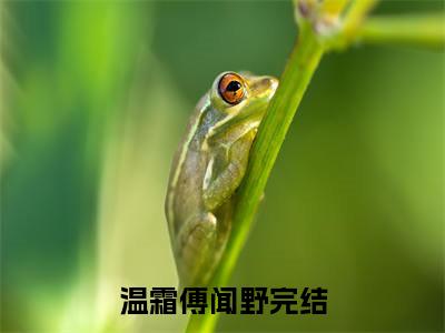 温霜傅闻野爽文免费阅读完整版-温霜傅闻野阅读大结局温霜傅闻野